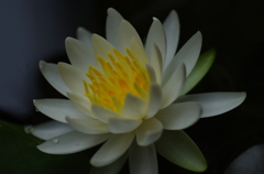 ひそやかに　華やかに