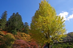 晩秋の彩　”銀杏”