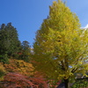 晩秋の彩　”銀杏”