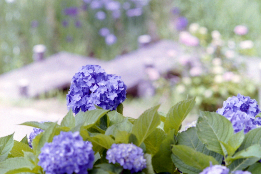 花菖蒲を背に