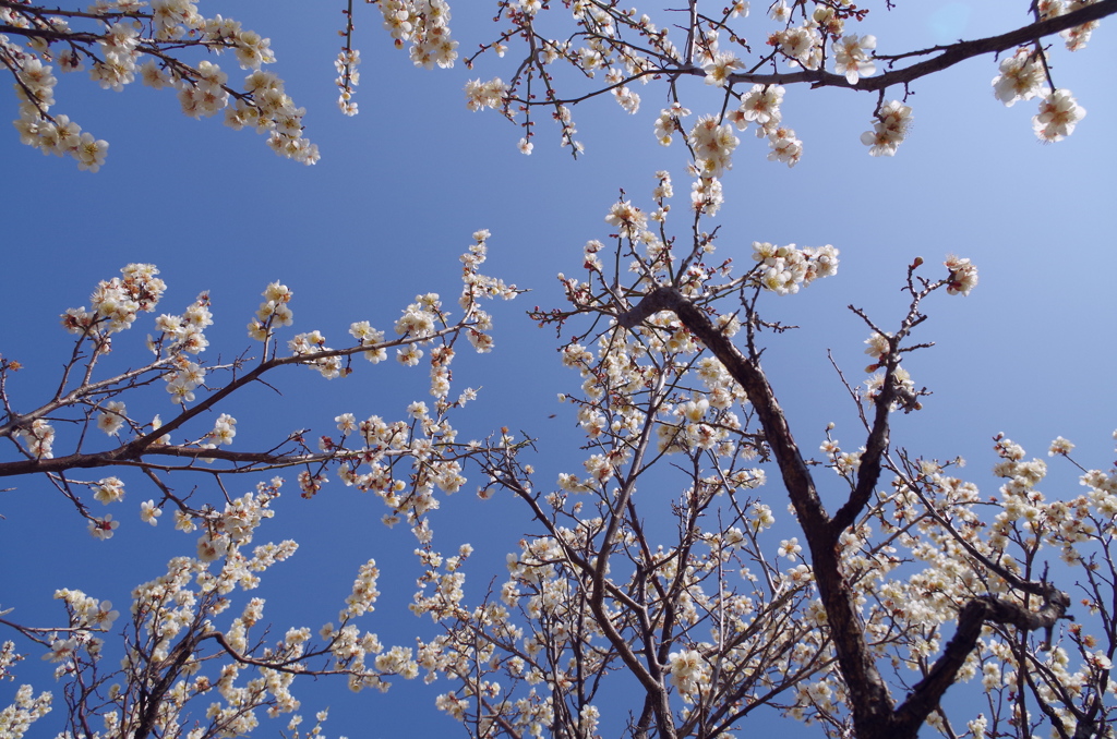 梅香（高嶺の花？）