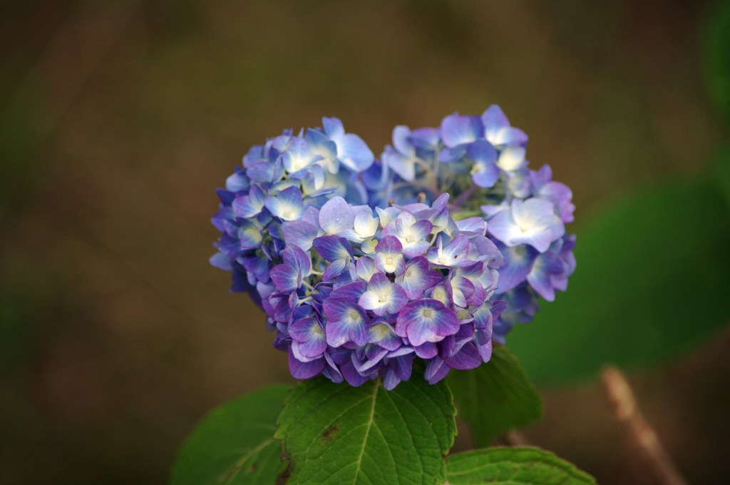 紫陽花