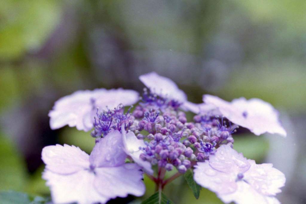 家の紫陽花