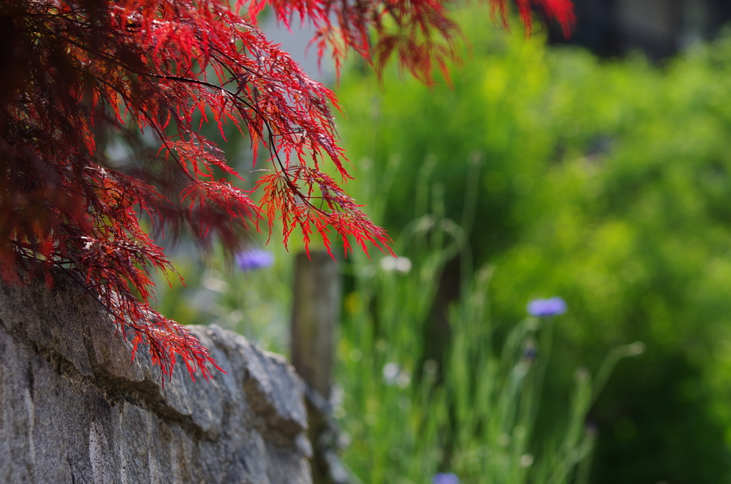 石垣の紅