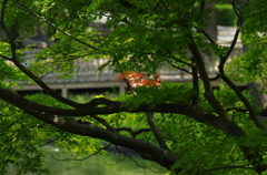 木漏れ日