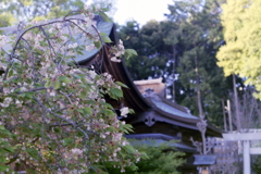 社の鬱金桜