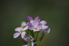 道端の花