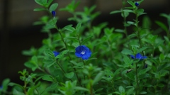 玄関先のblue