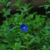 玄関先のblue