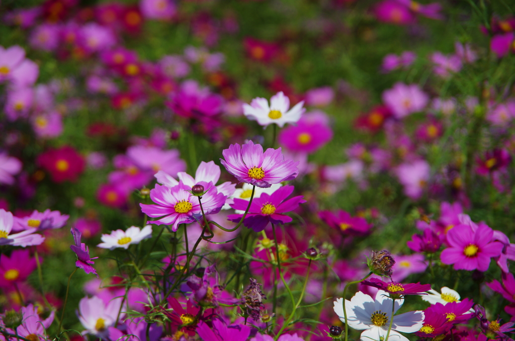 秋桜に囲まれて