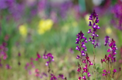 Prologue of the purplish red