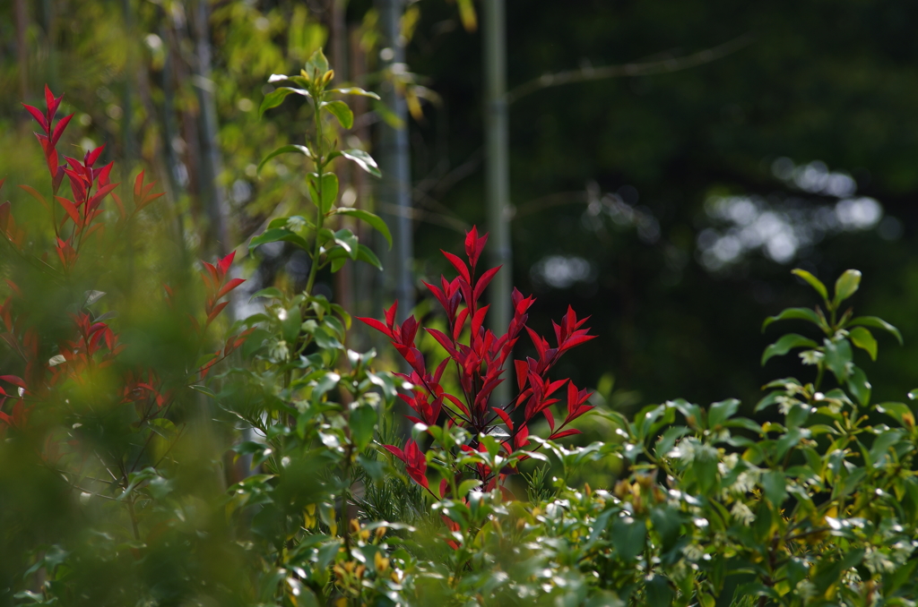 主張　Red