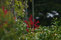 主張　Red