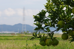 秋　たわわ