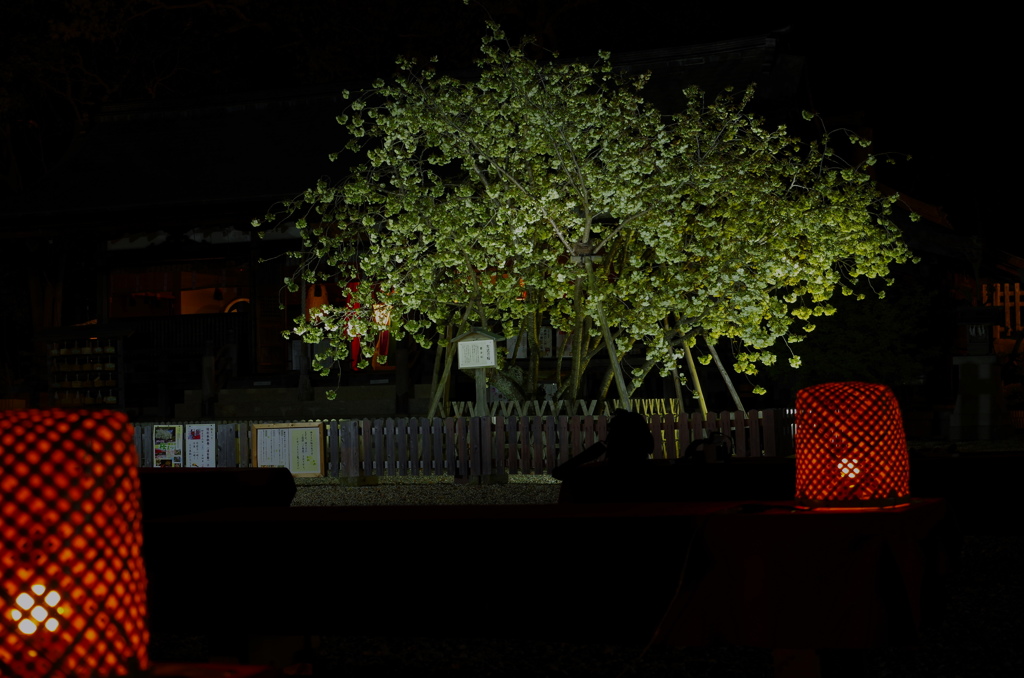 夜桜はやわらかな灯りが欲しい