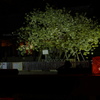 夜桜はやわらかな灯りが欲しい