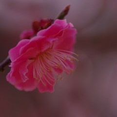 梅香（一輪）