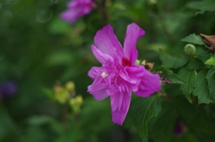 夏の終わりの華になれ