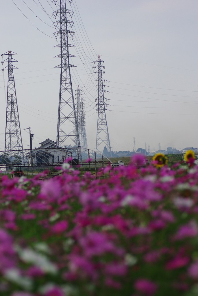 鉄塔と花畑