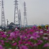 鉄塔と花畑