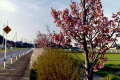 道路わきの山桜