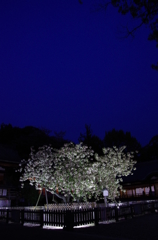 藍を仰いで