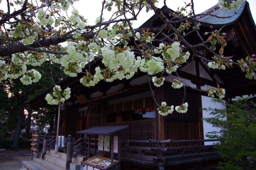 社の桜　鬱金