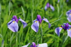 花菖蒲の舞　HSB48