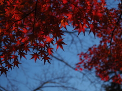 晩秋　木漏れ日