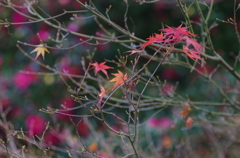 ささやかな華