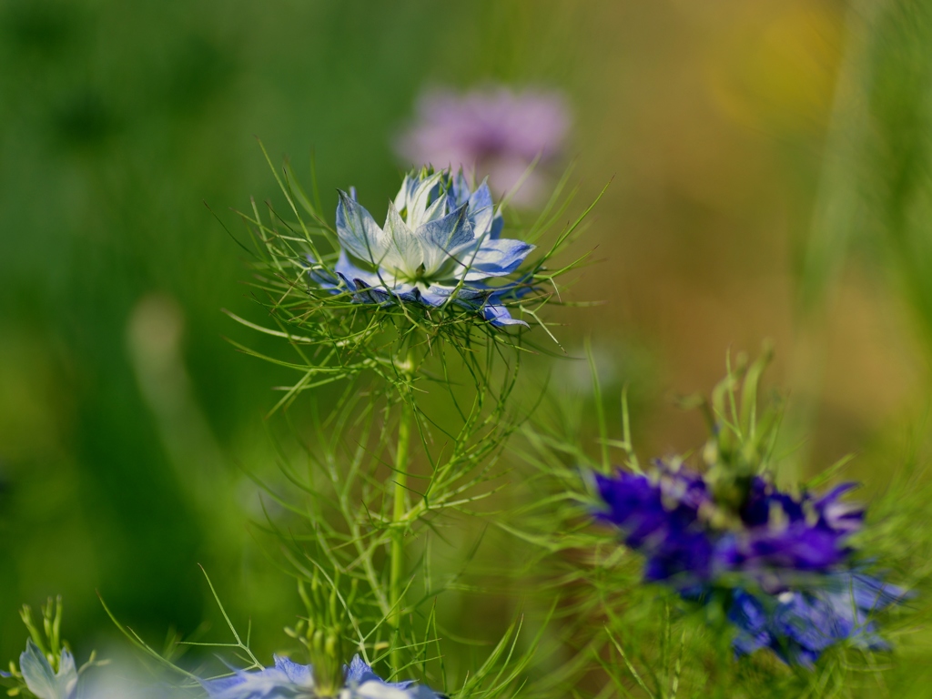 Light blue of the early summer
