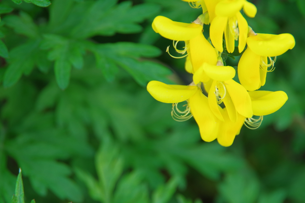 Fresh yellow