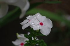 今日は雨