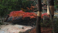 貞照院　蓮池と菰巻き