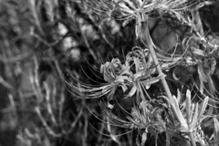 NEOPANの彼岸花