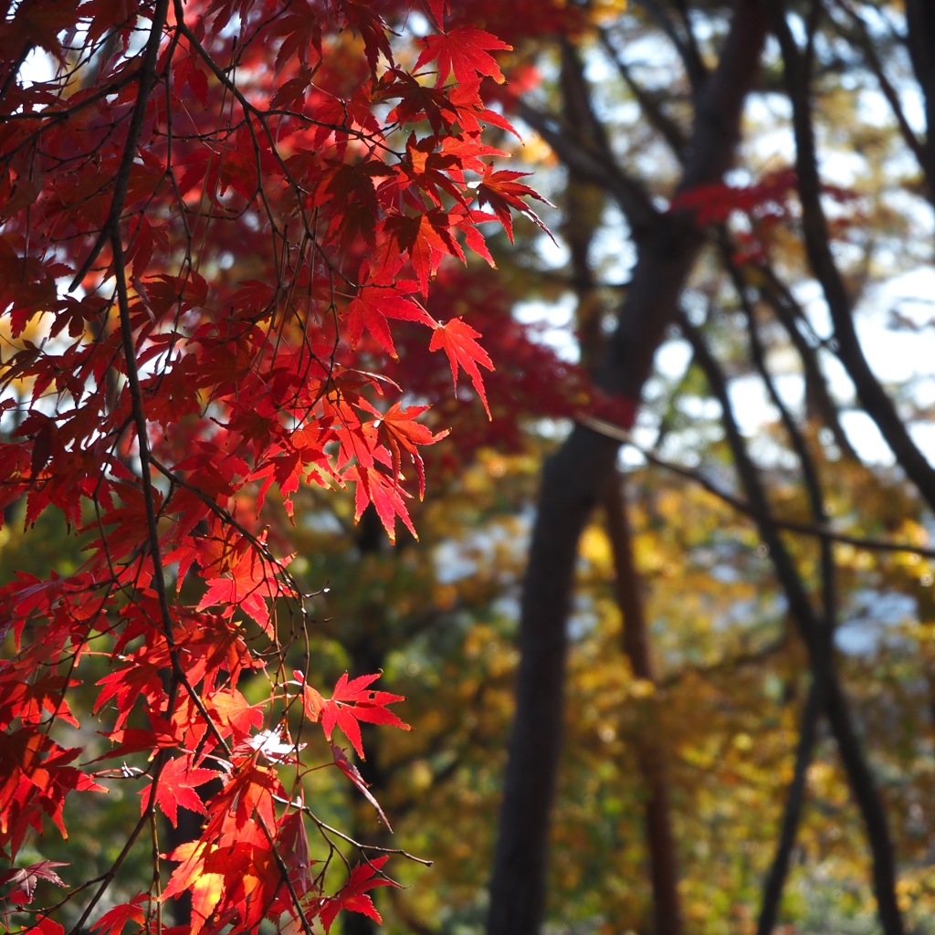 紅葉のカーテン