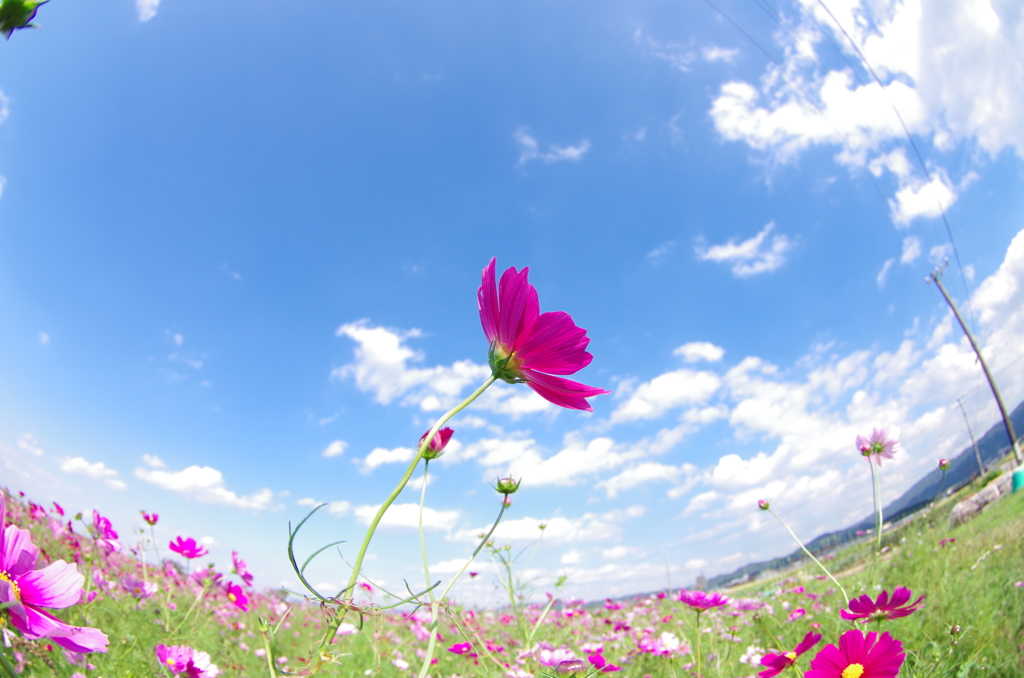 秋彩　秋桜畑で○○を叫ぶ