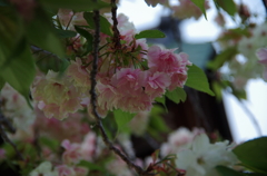 鬱金桜　頬染めて