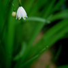 Lily of the valley