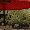 鬱金桜 part4