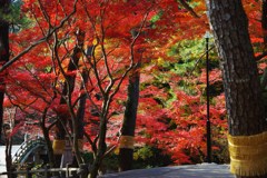 晩秋　菰巻きと紅葉