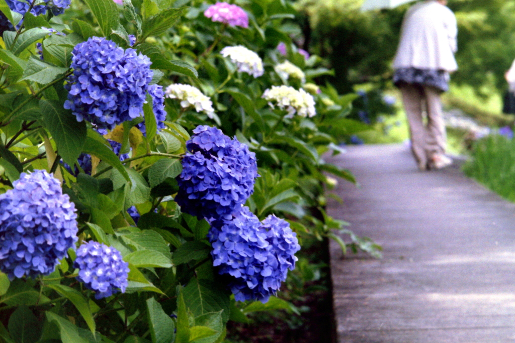 紫陽花