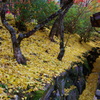 晩秋の彩　”黄の落葉”