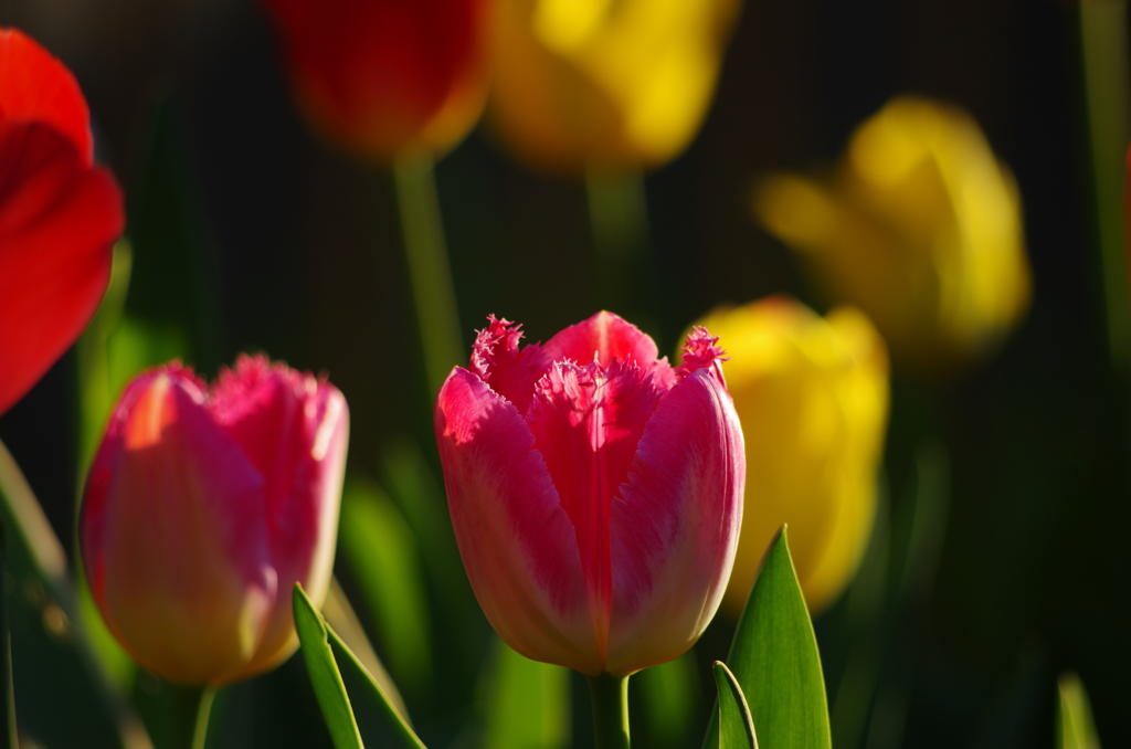 Tulip