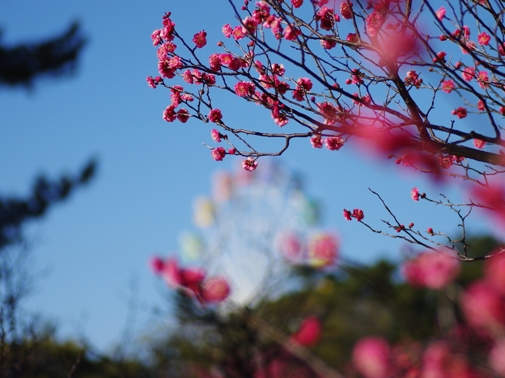 梅香　好きな景