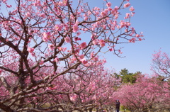 梅香（爛漫）