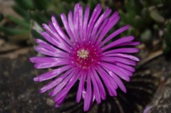 花火の如き