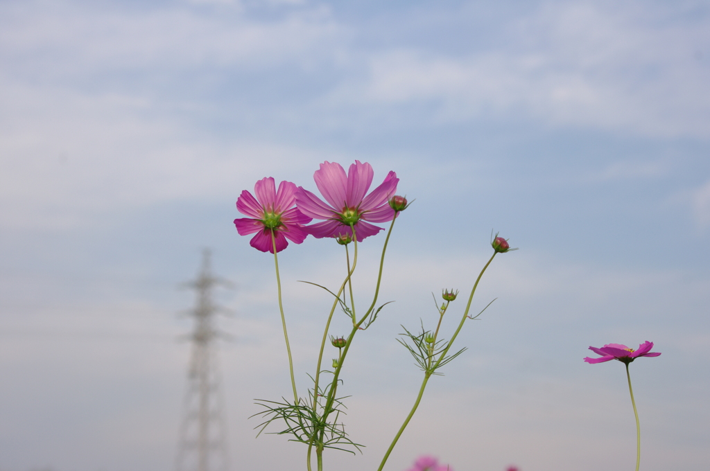 天までのびろ～