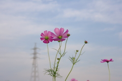 天までのびろ～