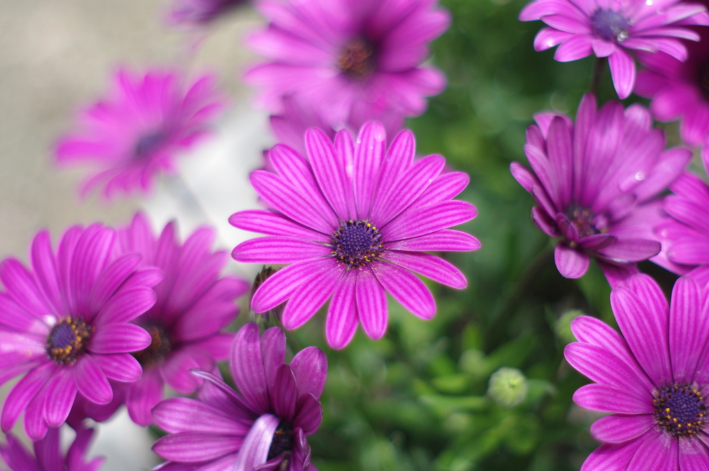 PENTAX A50/2.0